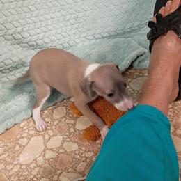 BB2 - Blue fawn male Italian Greyhound puppy in Babson Park, Florida from Quality Italian Greyhounds