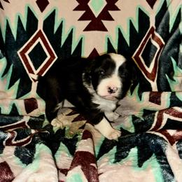 R1 - Black and white female Border Collie puppy in Milton, Pennsylvania from C&C Border Collies