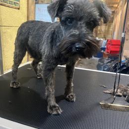 Tootsie - Miniature Schnauzer