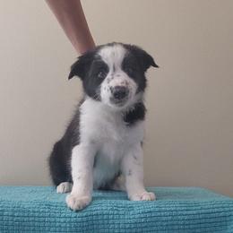 Relic - Black and white male Border Collie puppy in Ocala, Florida from Oddity Kennels