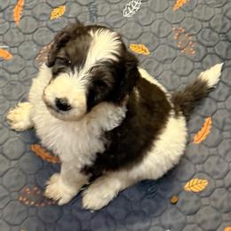 Zolin - male Newfypoo puppy in San Antonio, Texas from Mammoth Doodles