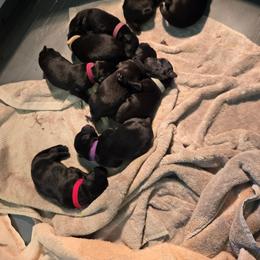 Flat-Coated Retriever Puppies from Clear Creek Kennel