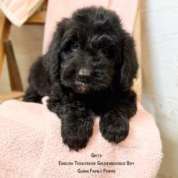 Grits English Teddybear - Black male Goldendoodle puppy in Grove, Oklahoma from Guinn Family Farms
