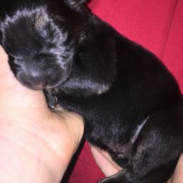 German Shepherd Puppies from Sandy’s Shepherds