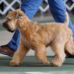 Soft Coated Wheaten Terrier All Grown Up from Charm Wheatens