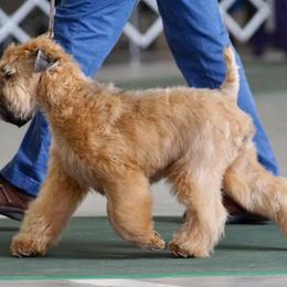 Soft Coated Wheaten Terrier All Grown Up from Charm Wheatens