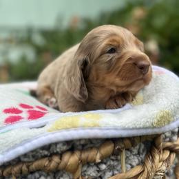 Opal - Dapple female Dachshund puppy in Centralia, Washington from Devoted Doxies