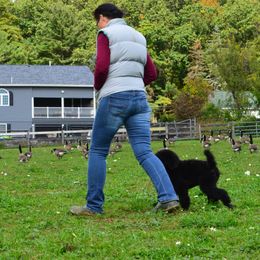 Poodle Puppies from D and D Standard Poodles