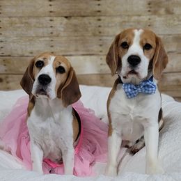 Beagles from Dakota Moon Kennels