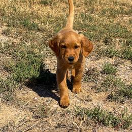Ivy - Golden female Golden Retriever puppy in Wellington, Colorado from High Country Golden Retrievers