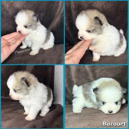 AKC Zoey (might be staying here) - Orange sable female Pomeranian puppy in Saint Ignatius, Montana from Pomeranians Montana