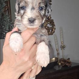 Boone - male Golden Mountain Doodle puppy in Palestine, Texas from KK's Doodle Bunch