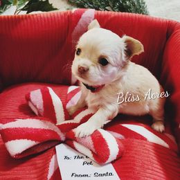 Pearl - Cream and white female Chihuahua puppy in Ponca City, Oklahoma from Bliss Acres Farm