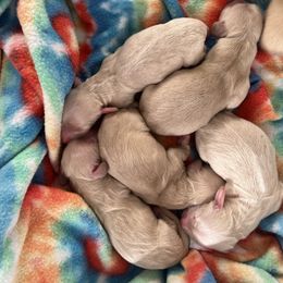 Dachshund Puppies from Cambria’s Southern Paws