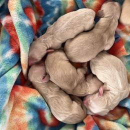 Dachshund Puppies from Cambria’s Southern Paws