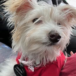 Yorkshire Terriers from Doc's Dog Den