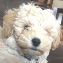 Cockapoos from Denise's Cavapoos
