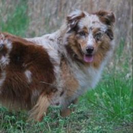 Australian Shepherds from Dabbs Creek Aussies