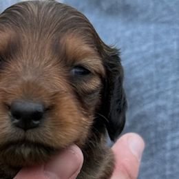 Dachshunds from Wyches Bayou Dachshunds