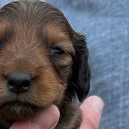 Dachshunds from Wyches Bayou Dachshunds