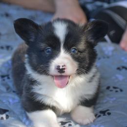 Spider-Man - Brindle and white male American Corgi puppy in Lithia, Florida from Diamondcrest Inc