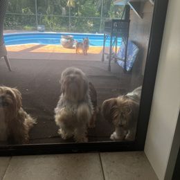 Yorkshire Terrier Puppies from MCM Acres