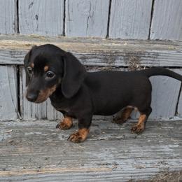 Arlo - Black and tan male Dachshund puppy in Atwater, Ohio from Ivy Willow Dachshunds