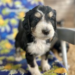 Burke - Tri-color Bernedoodle puppy in Ferguson, North Carolina from Elevated Standards NC
