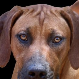 Neema - Rhodesian Ridgeback
