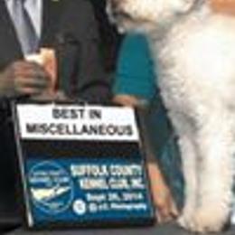 Lagotti Romagnoli from House Woller Lagotto