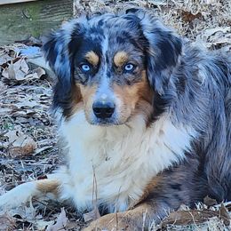 Miniature Australian Shepherd and Toy Australian Shepherd Puppies from Miller Hill Aussies