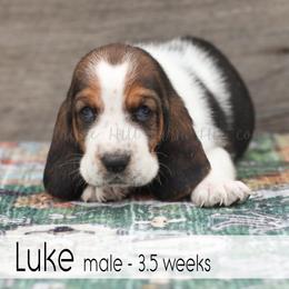 Luke - Black white and brown male Basset Hound puppy in Jefferson City, Missouri from Triple Hill Farm