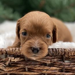 Willow - Red  female Goldendoodle puppy in Kansas City, Kansas from Bella & Ivy’s Mini Goldendoodles of KC