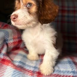 Ruby - Piebald female Dachshund puppy in Magnolia, Texas from Hillyard Ranch