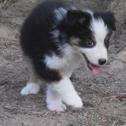 Kara - Black tri-color female Australian Shepherd puppy in Clinton, Missouri from RockyTop Hearts