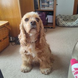 Lady - Cocker Spaniel