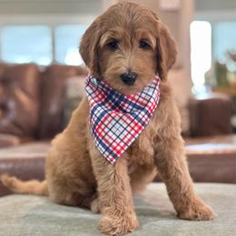 Sleepy- Black - Apricot male Goldendoodle puppy in Bay City, Texas from Charming Doods Goldendoodles