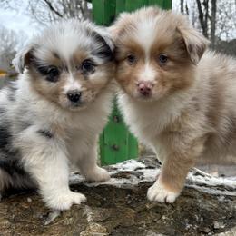 Australian Shepherds, Dachshunds, and Jack Russell Terriers from Tuff Country Farm