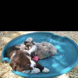 Australian Shepherd Puppies from DoubleL Aussies