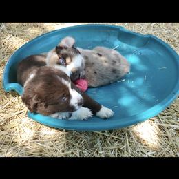 Australian Shepherd Puppies from DoubleL Aussies