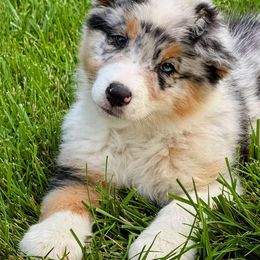 Bubbles - Blue merle female Australian Shepherd puppy in Parkton, Maryland from Leeland Australian Shepherds