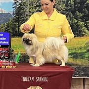 Tibetan Spaniel Puppies from Trinity Tibetan Spaniels