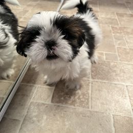 Shih Tzu Puppies from Ashley Haynes