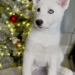 Siberian Husky Puppies from Snowy Siberians