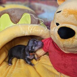 Oogie - Chocolate and cream male Dachshund puppy in Martin City, Montana from FleuryDachs