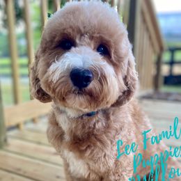 Willow - Goldendoodle