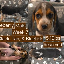 Blueberry-Brown Male - Black tan and bluetick male Beagle puppy in Bemidji, Minnesota from Nse Farms Beagles