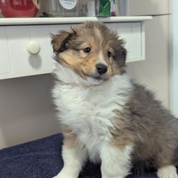 Pink - Sable and white Shetland Sheepdog puppy in Lake Cumberland Area, Kentucky from Whitehaven Farm Shelties