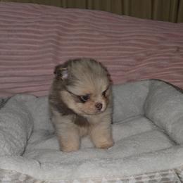 Poppy - Chocolate merle female Pomeranian puppy in Angleton, Texas from Pomeranian Palace, LLC