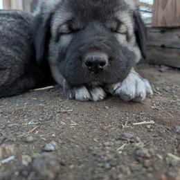 Anatolian Shepherd Dog and Labrador Retriever Puppies from Learning With Dogs